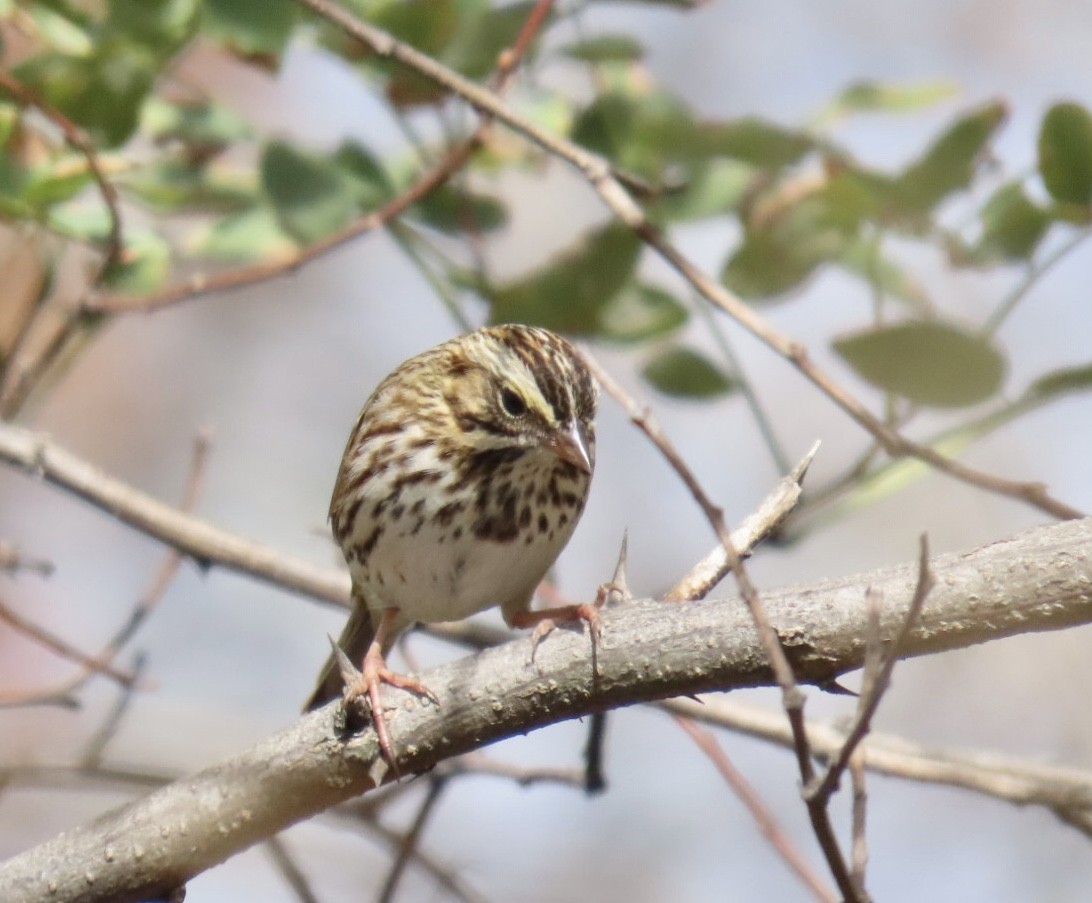 Savannah Sparrow (Savannah) - ML643250486