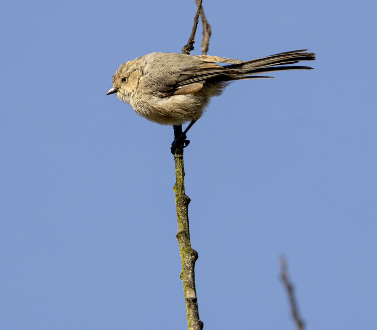 Bushtit - ML643250498