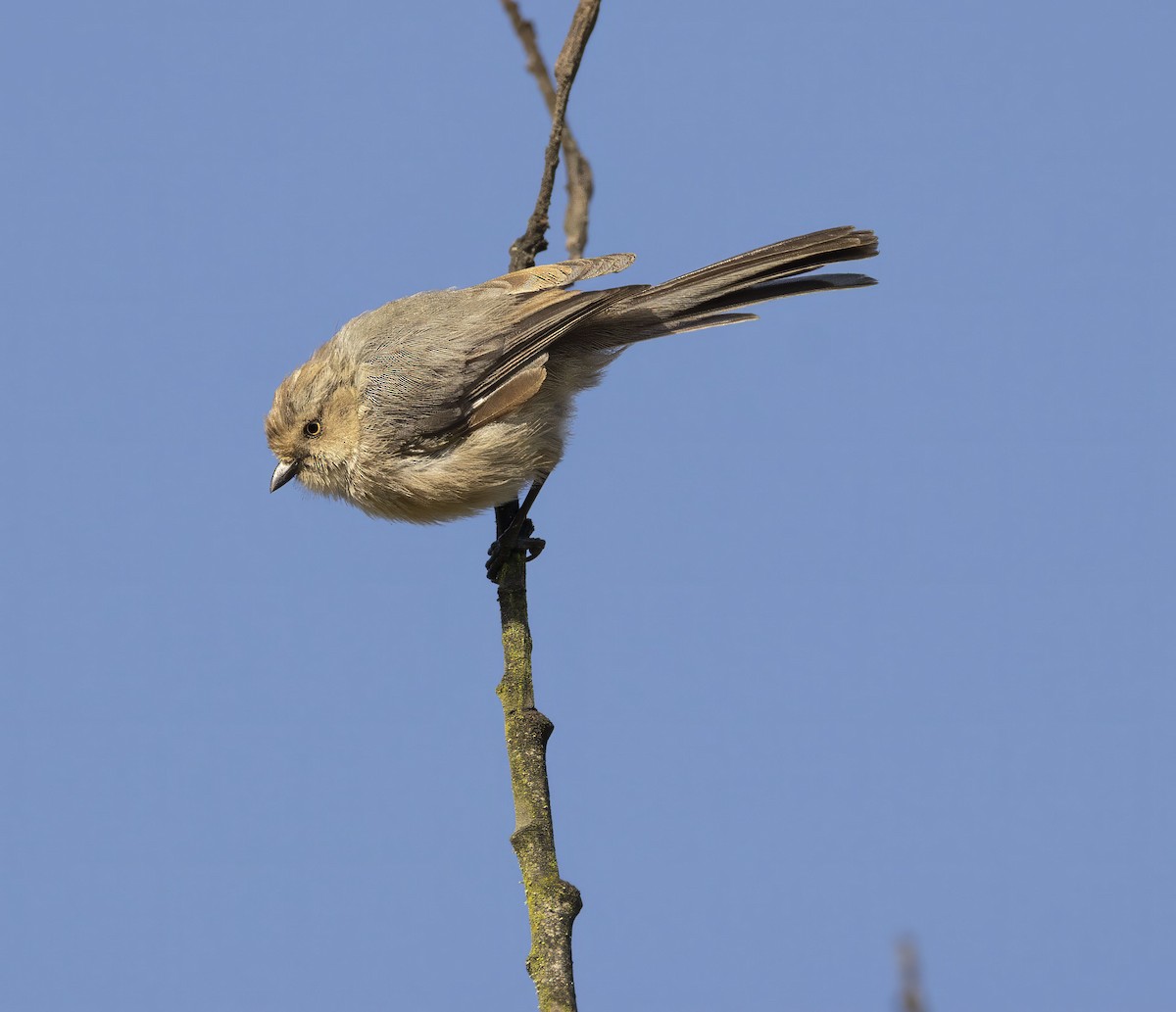 Bushtit - ML643250500