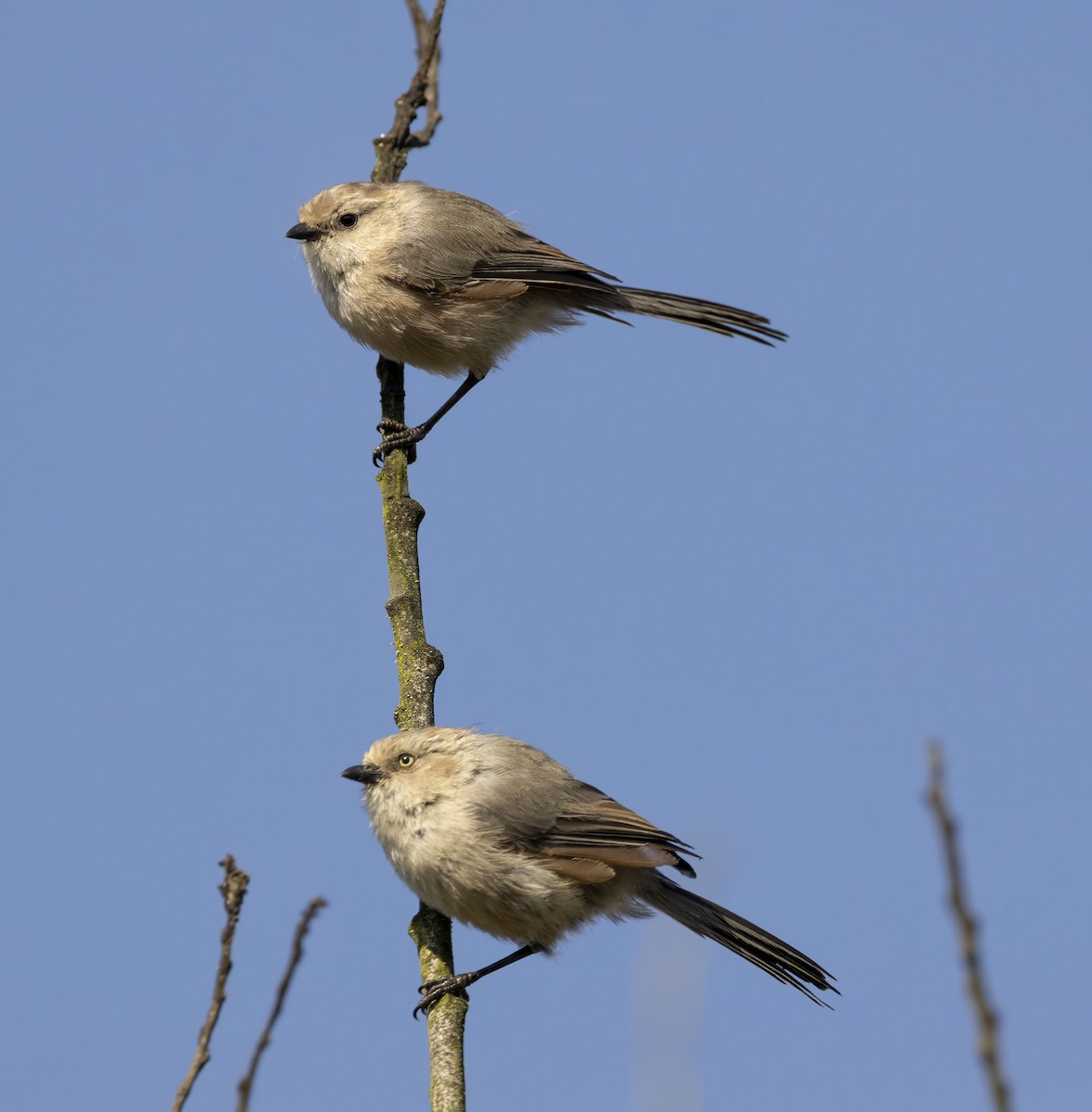 Bushtit - ML643250501