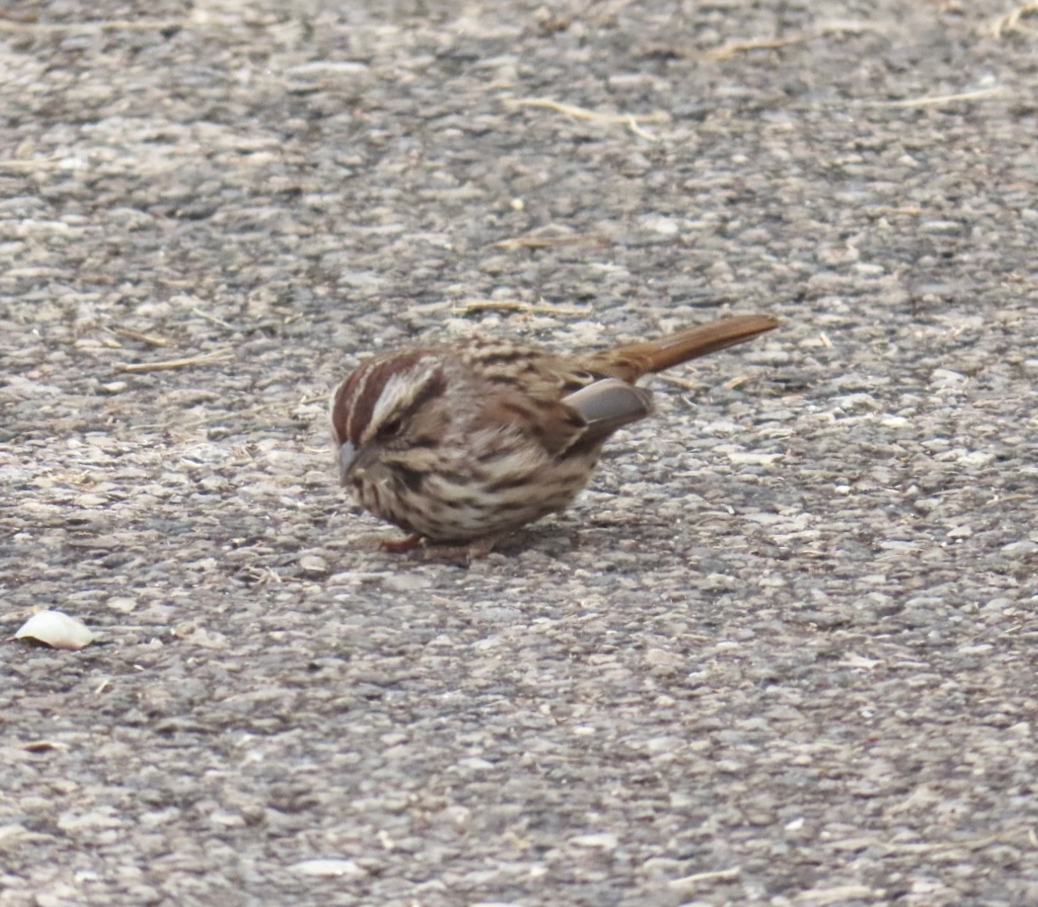 Song Sparrow (melodia/atlantica) - ML643250503