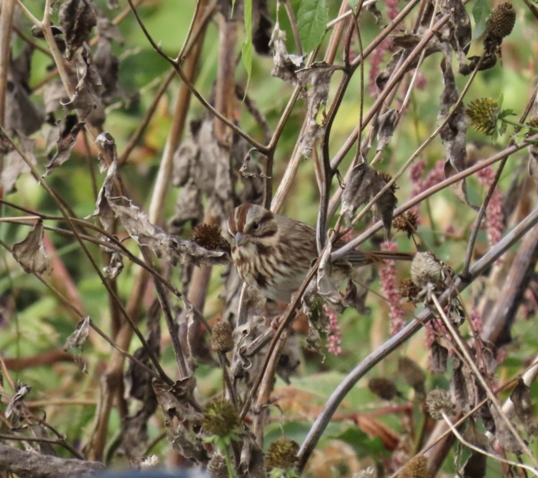Song Sparrow (melodia/atlantica) - ML643250504