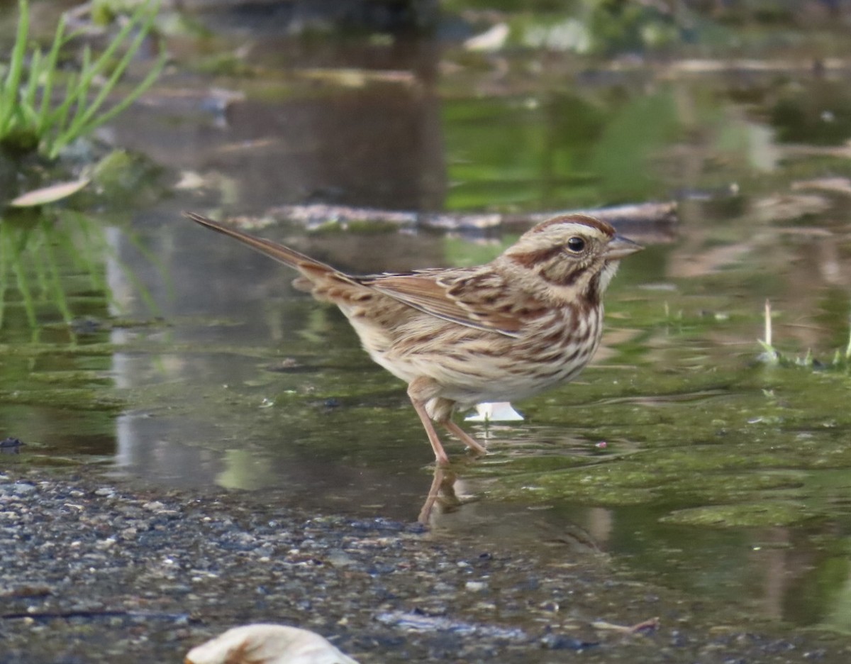 Song Sparrow (melodia/atlantica) - ML643250505