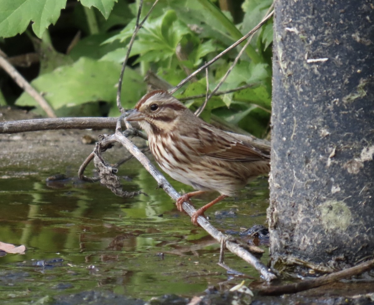 Song Sparrow (melodia/atlantica) - ML643250506