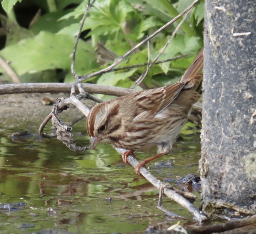 Song Sparrow (melodia/atlantica) - ML643250507