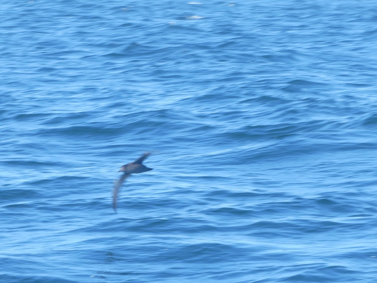 Short-tailed Shearwater - ML643250514