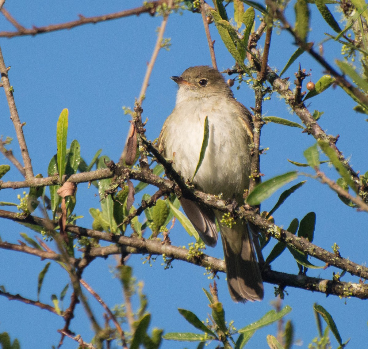 Small-billed Elaenia - ML643250519