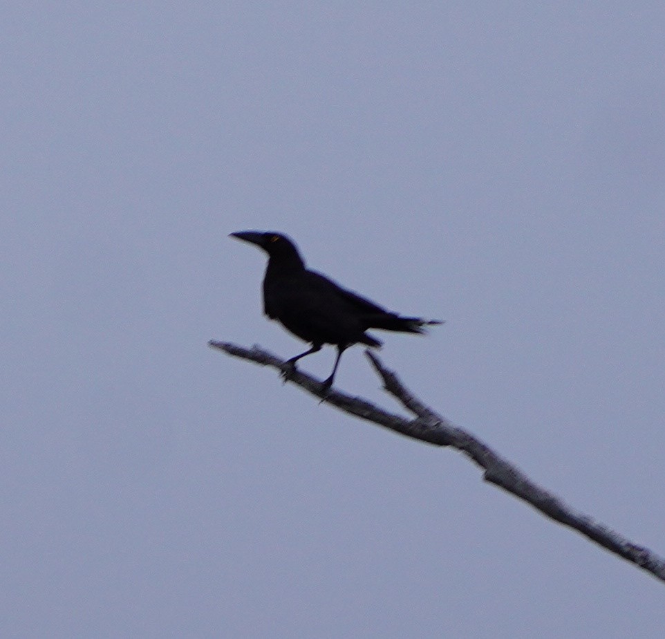 Black Currawong - ML643250528