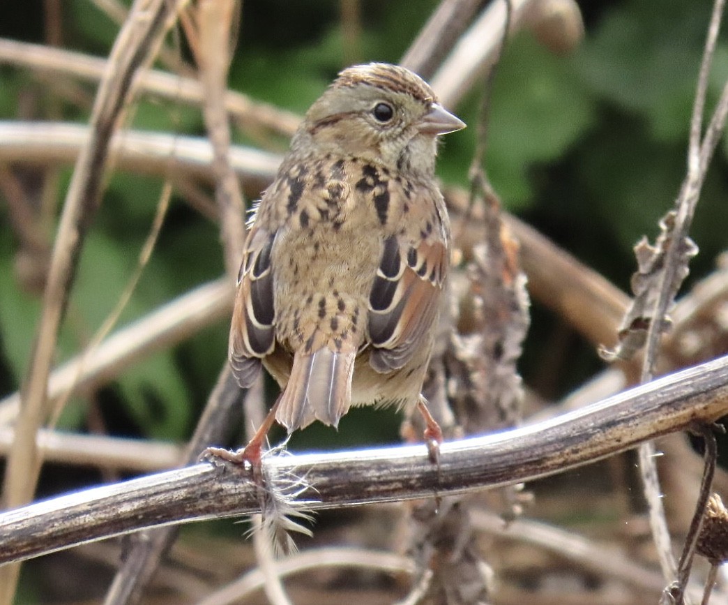 Swamp Sparrow - ML643250533