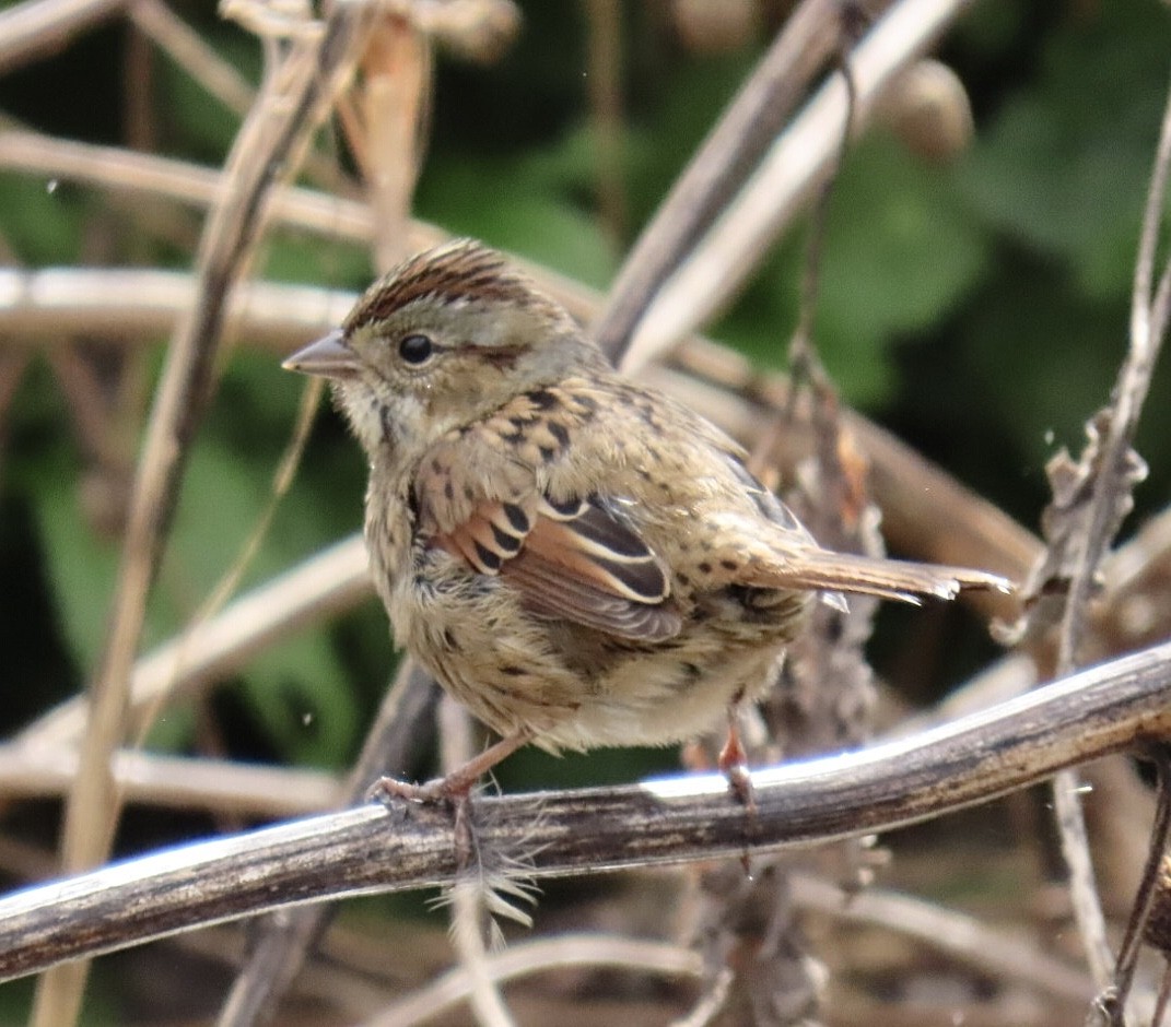 Swamp Sparrow - ML643250534