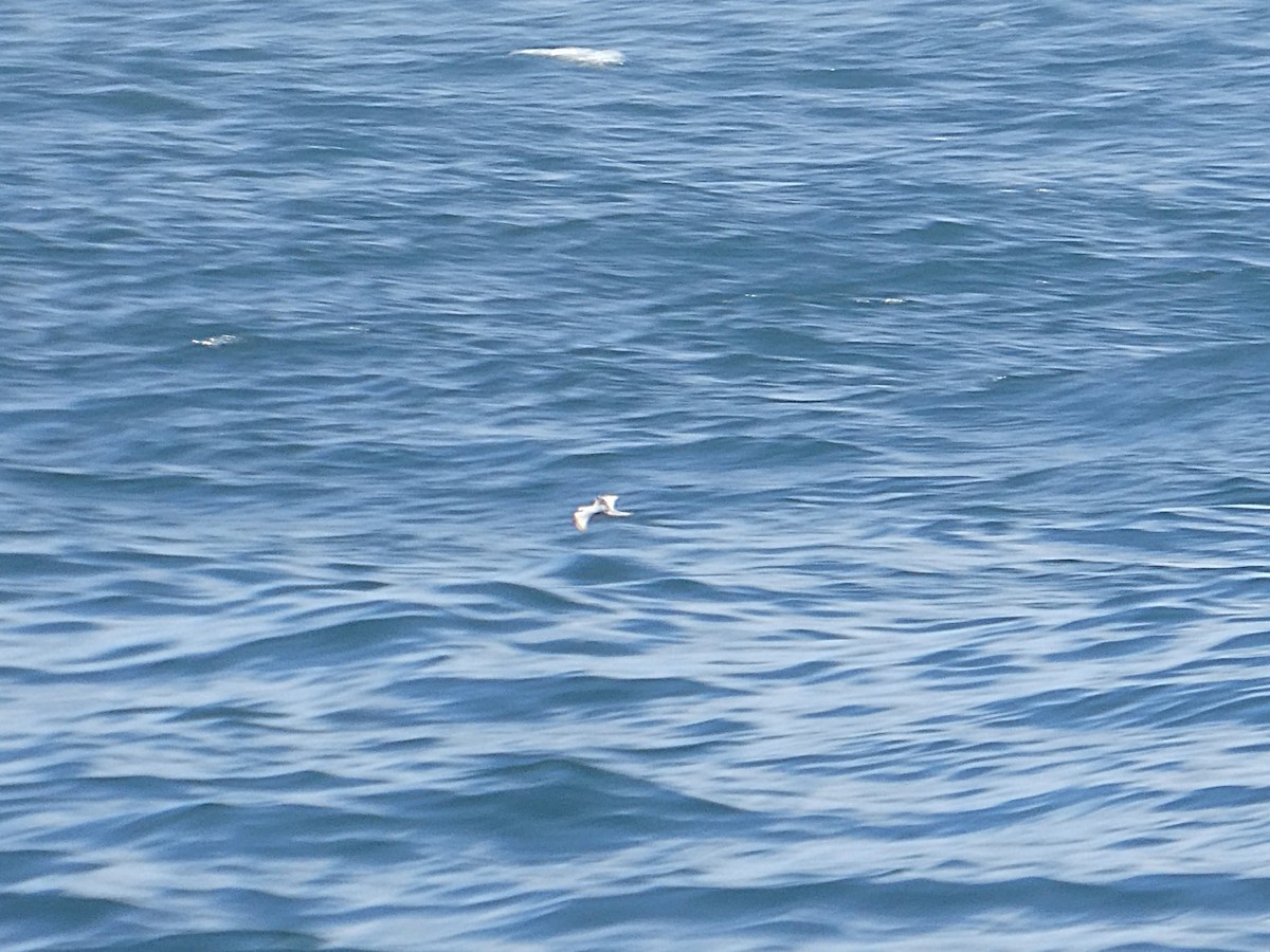 Fork-tailed Storm-Petrel - ML643250543
