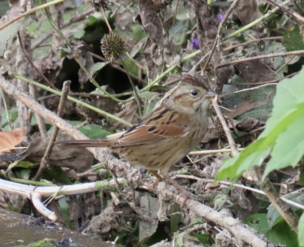 Swamp Sparrow - ML643250550