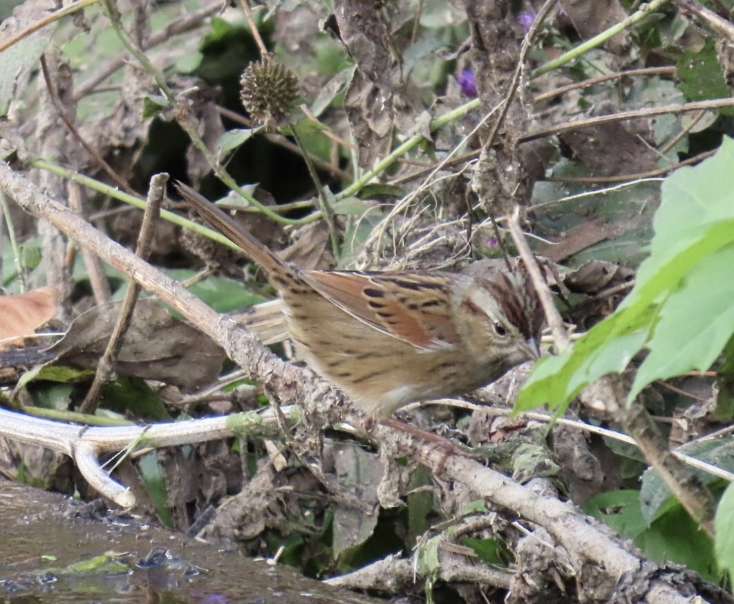 Swamp Sparrow - ML643250551