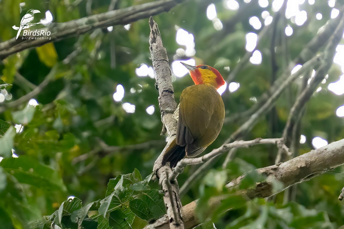 Yellow-throated Woodpecker - ML643250555
