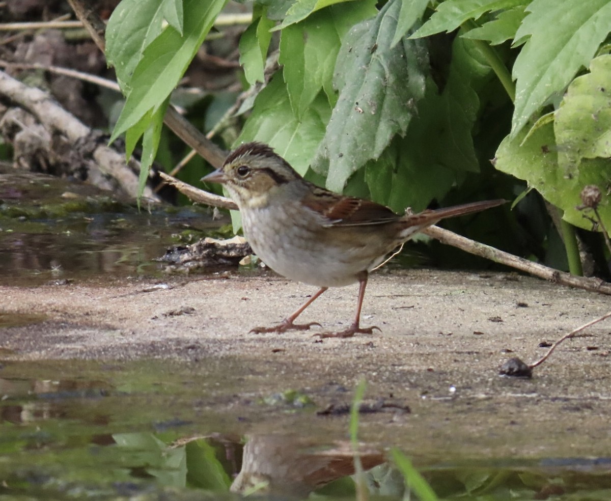 Swamp Sparrow - ML643250570