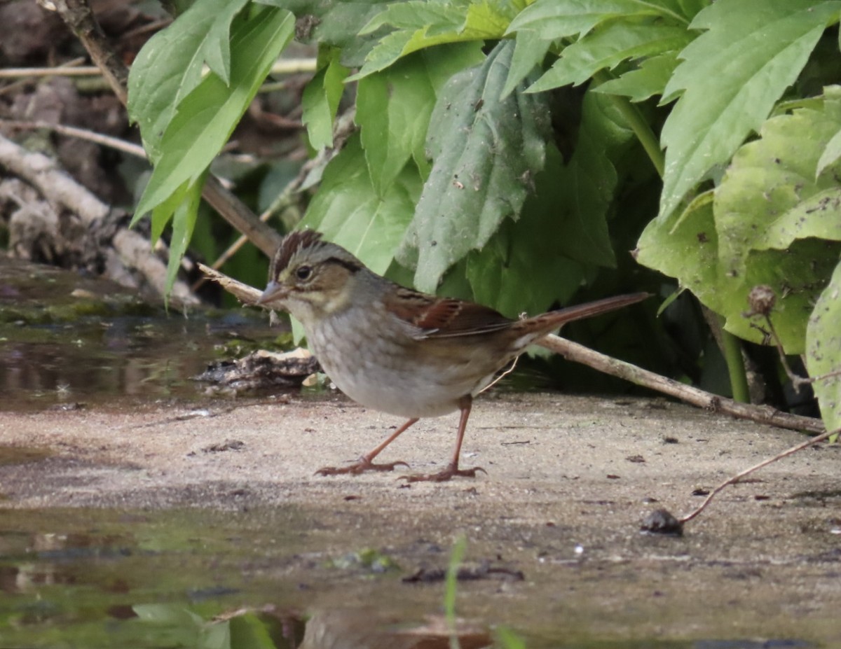 Swamp Sparrow - ML643250571