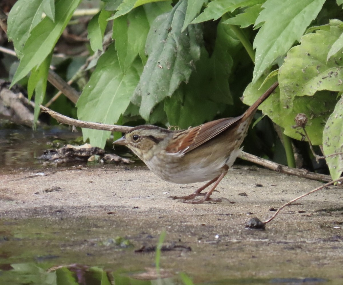 Swamp Sparrow - ML643250572