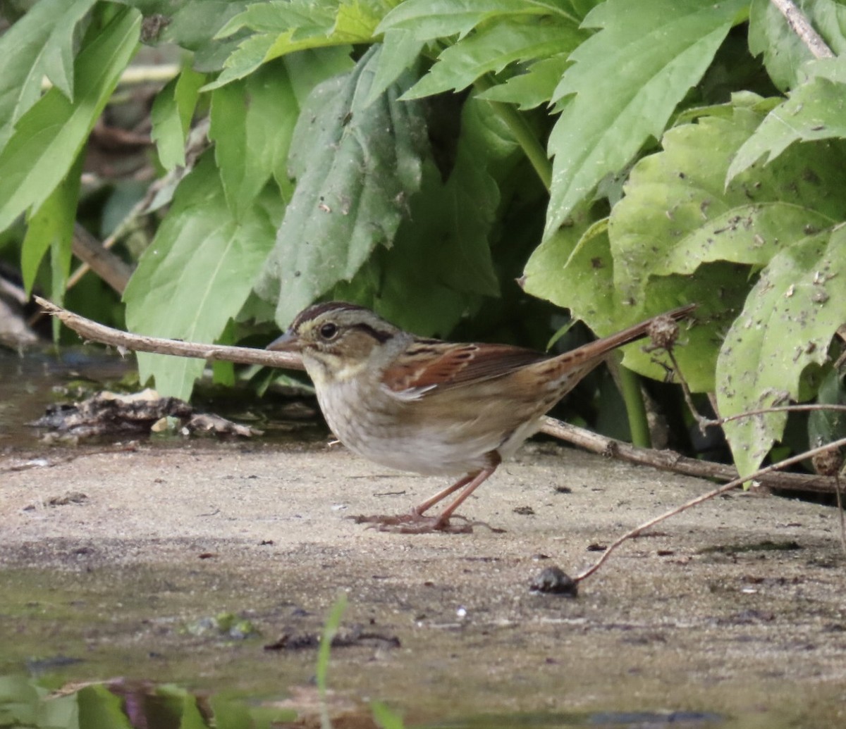 Swamp Sparrow - ML643250573