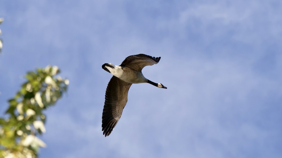 Canada Goose - ML643250574