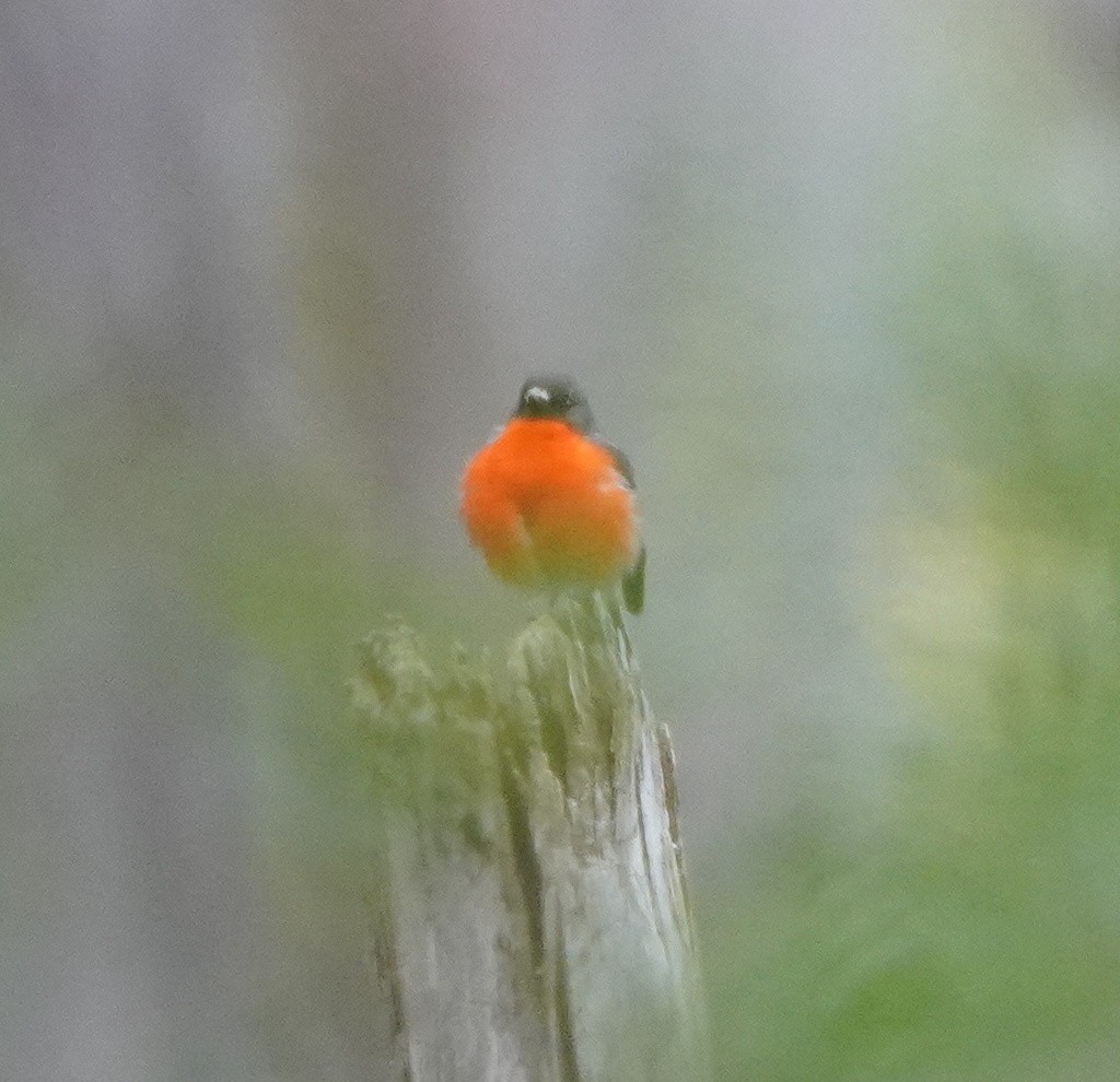 Flame Robin - ML643250577