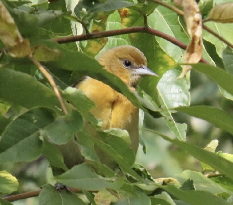 Baltimore Oriole - ML643250592