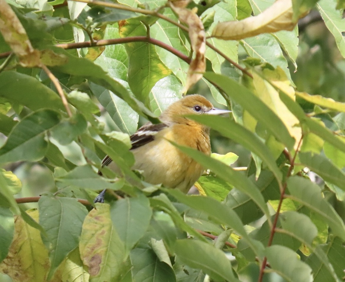 Baltimore Oriole - ML643250593
