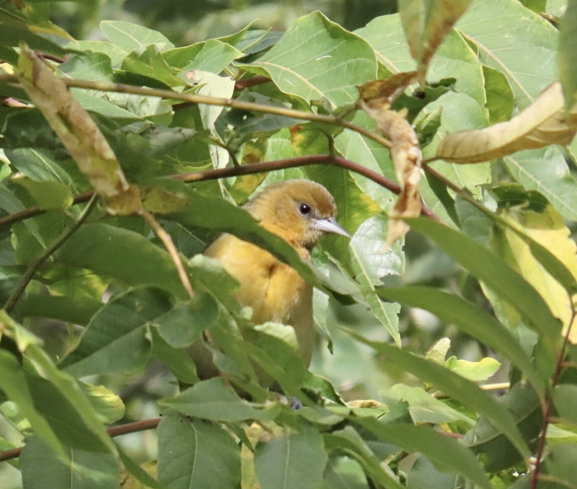 Baltimore Oriole - ML643250594