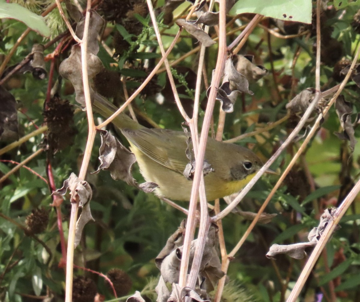 Common Yellowthroat - ML643250597
