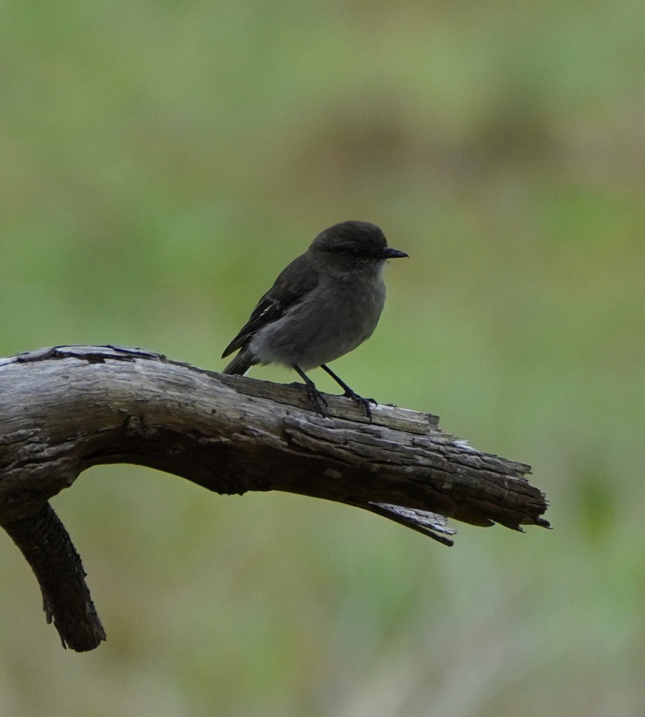 Dusky Robin - ML643250610