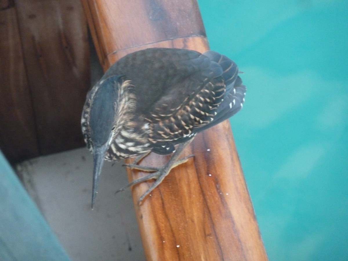 Striated Heron (Galapagos) - ML643250612