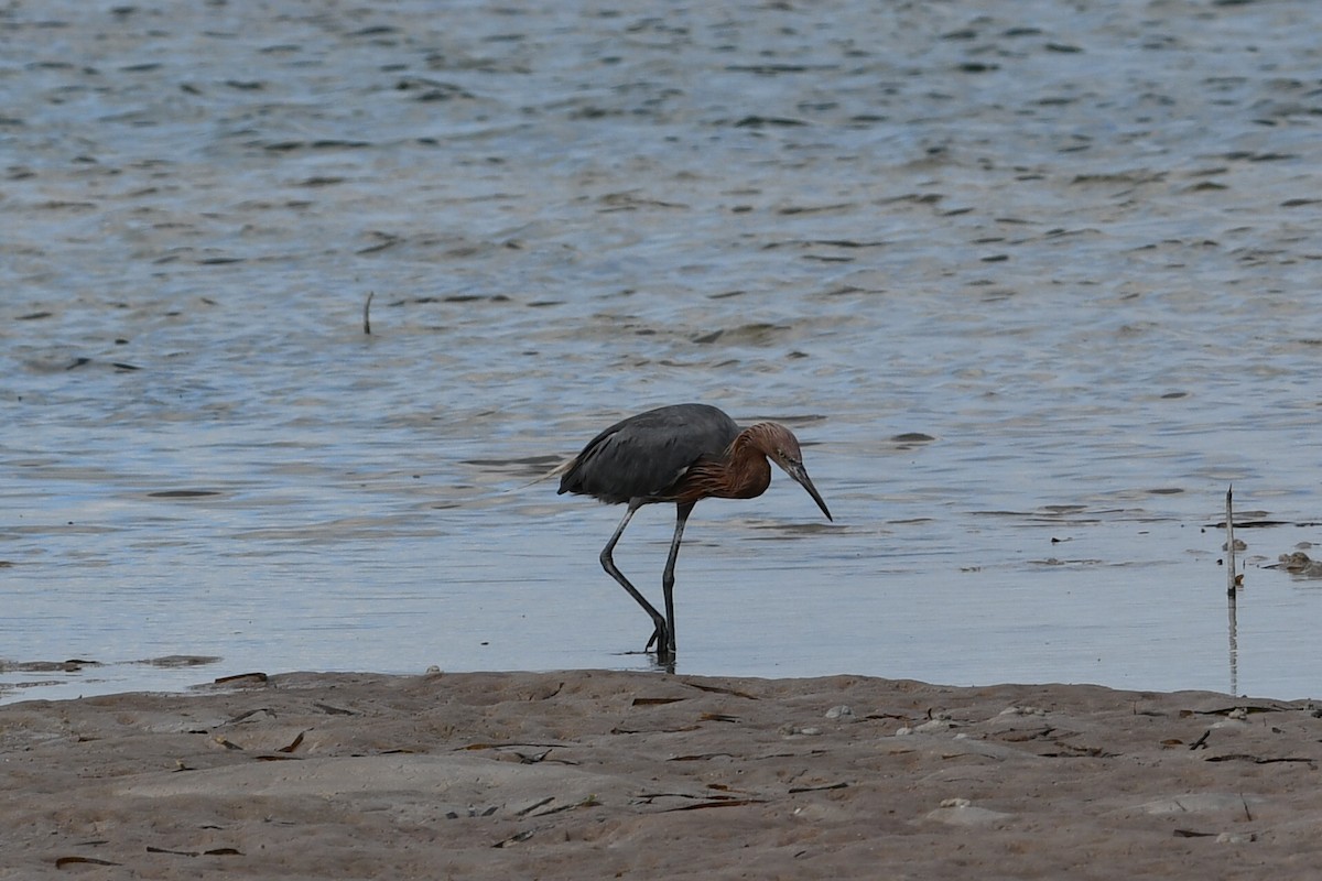 Reddish Egret - ML643250621