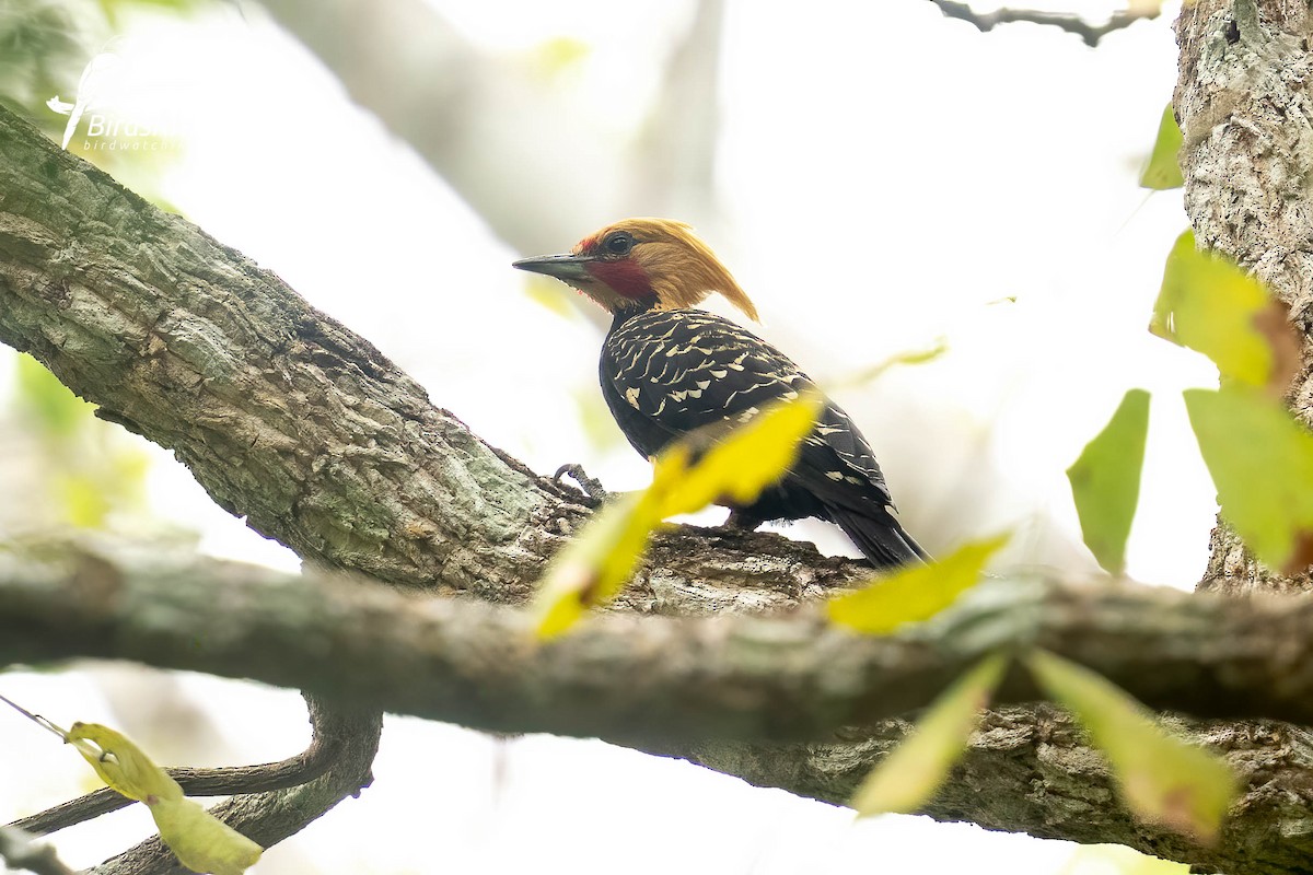 Blond-crested Woodpecker - ML643250623