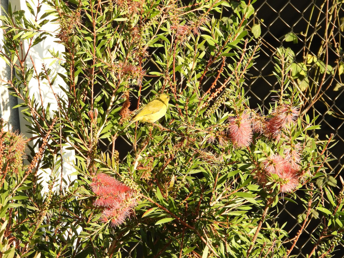 Yellow Honeyeater - ML643250638