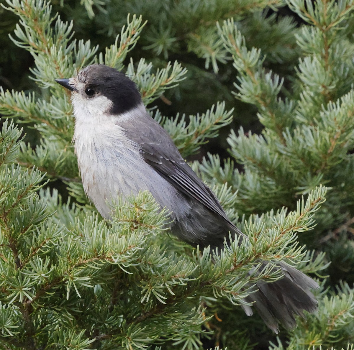 Mésangeai du Canada - ML643250690