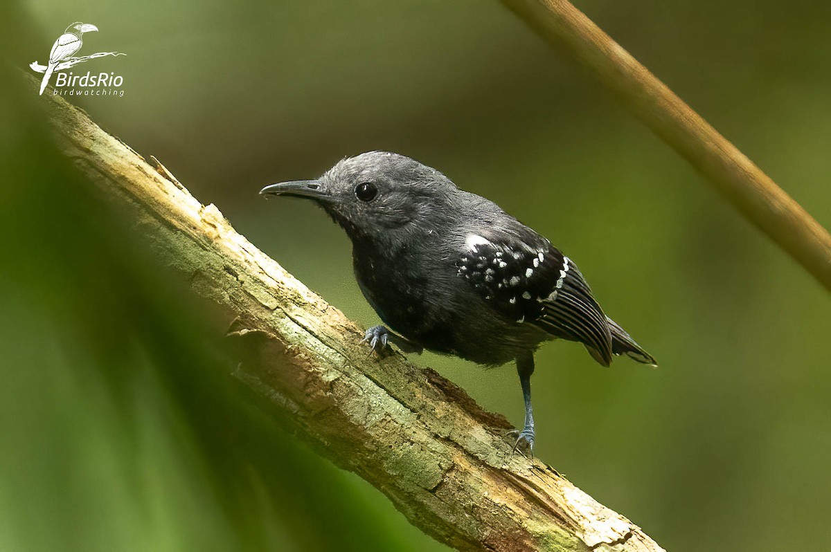 White-flanked Antwren - ML643250724
