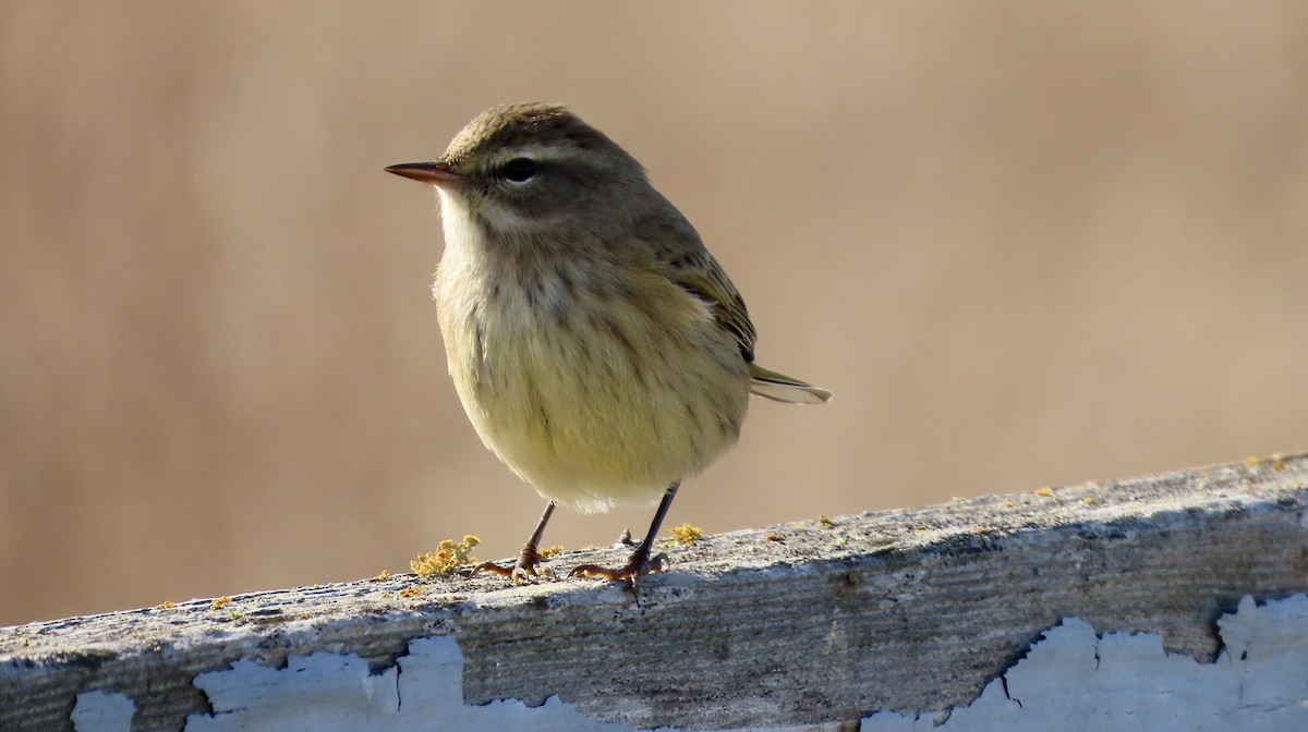 Palm Warbler - ML643250727