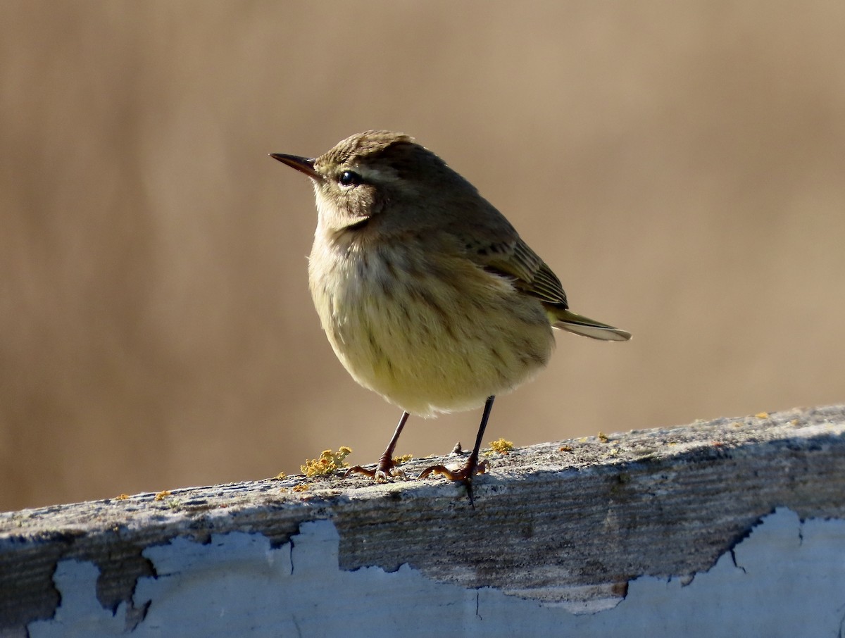 Palm Warbler - ML643250728