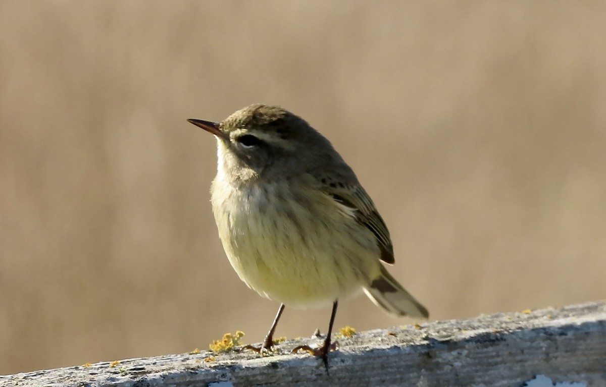 Palm Warbler - ML643250729