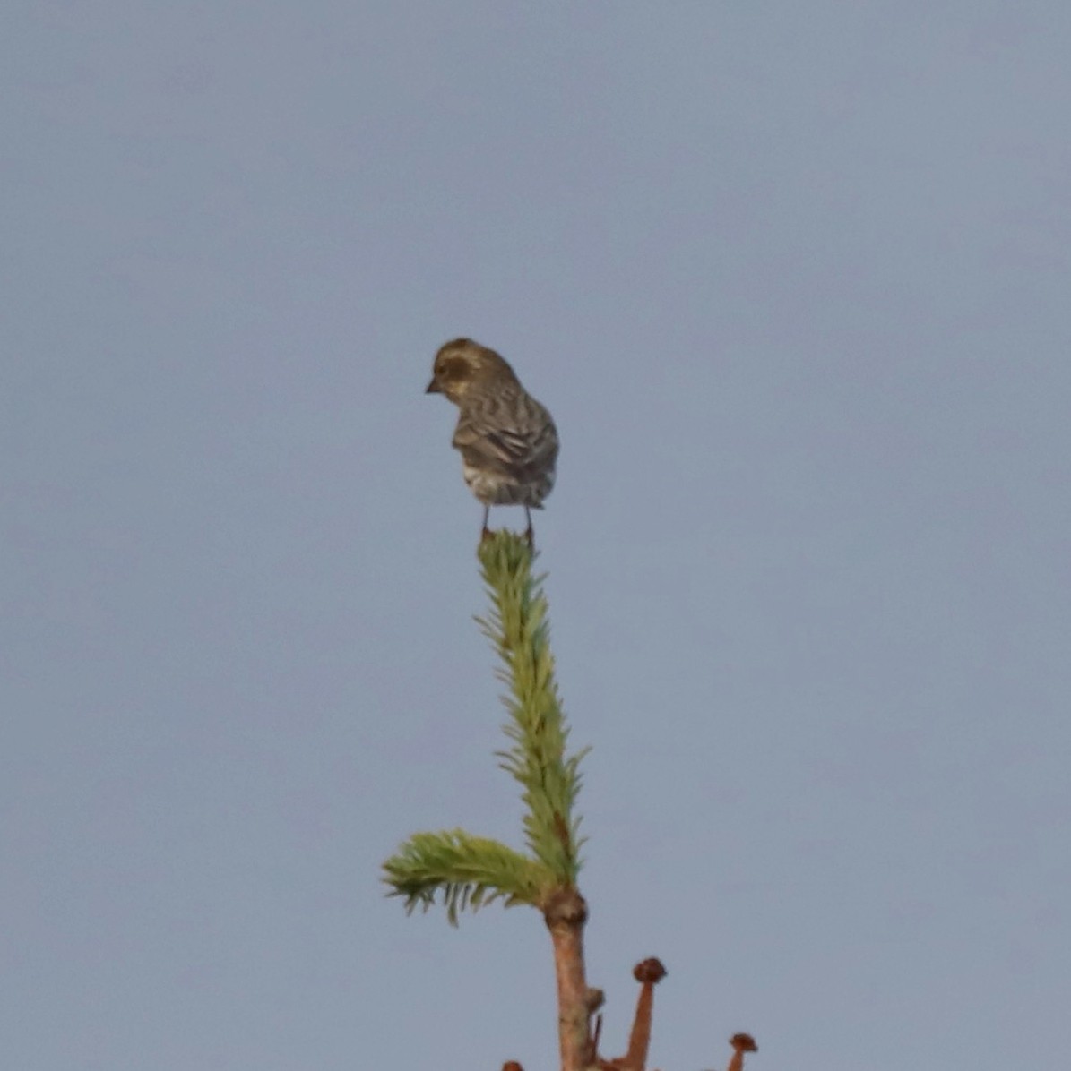 Cassin's Finch - ML643250730
