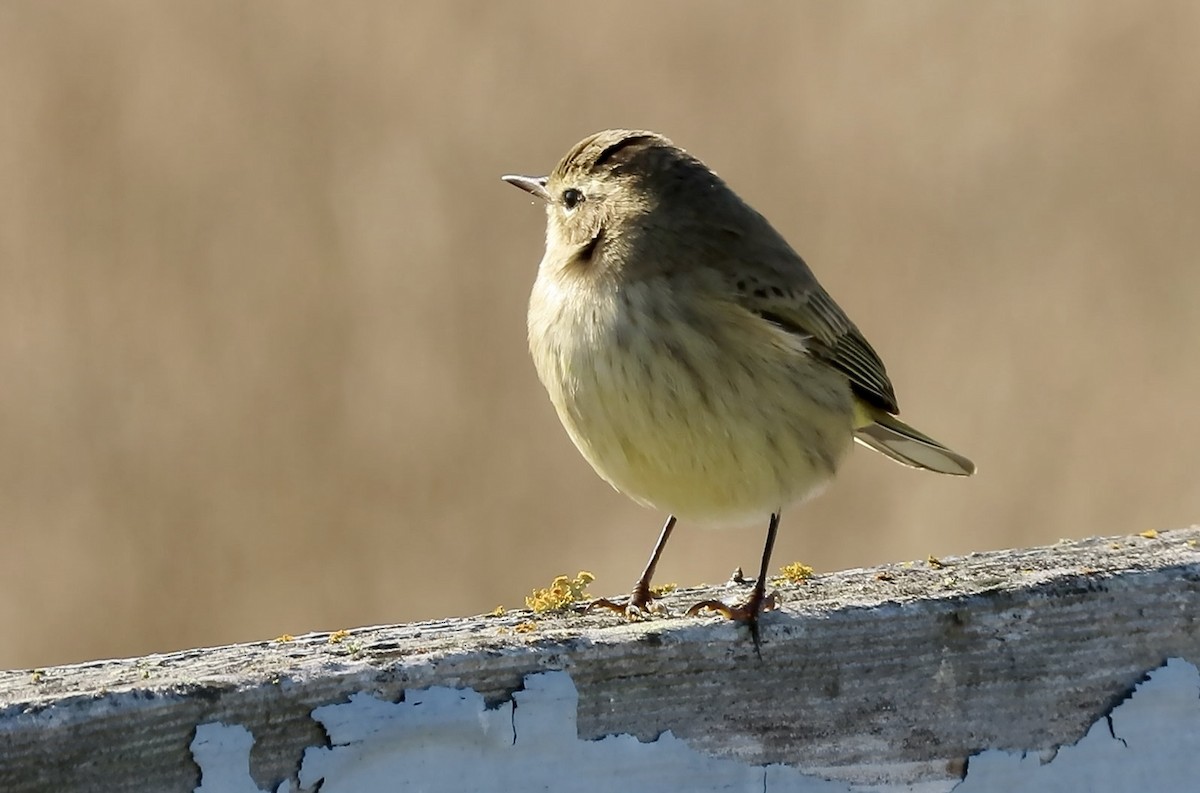 Palm Warbler - ML643250731