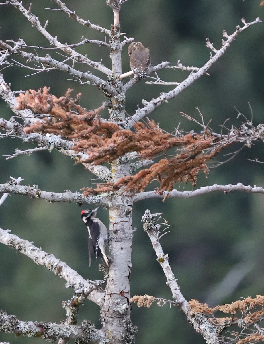 Hairy Woodpecker (Pacific) - ML643250733