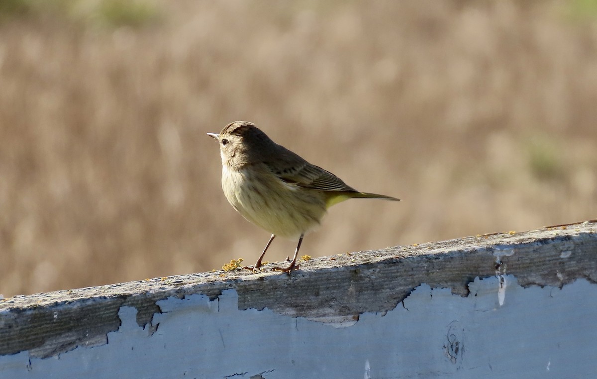 Palm Warbler - ML643250734