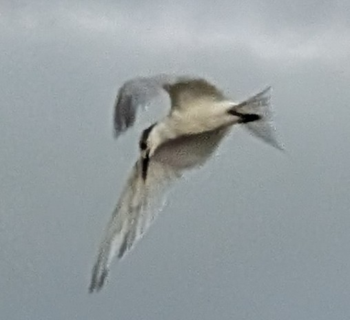 Sandwich Tern - ML643250735