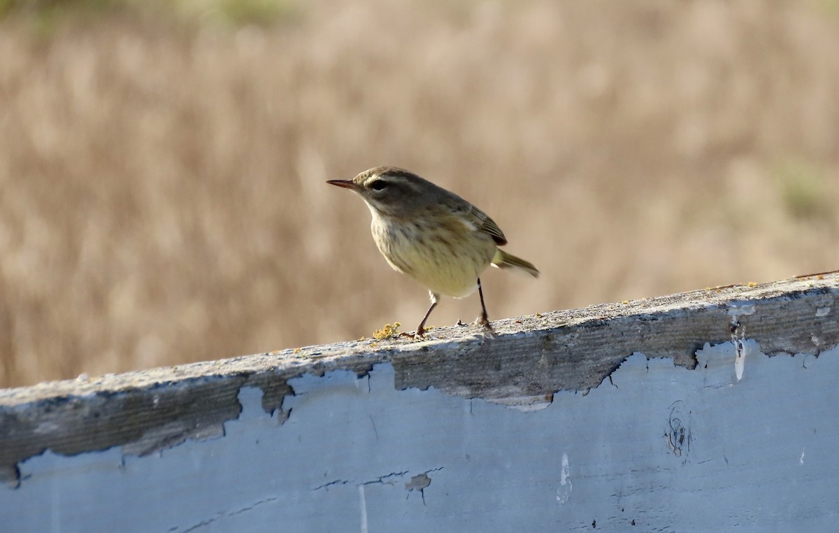 Palm Warbler - ML643250736