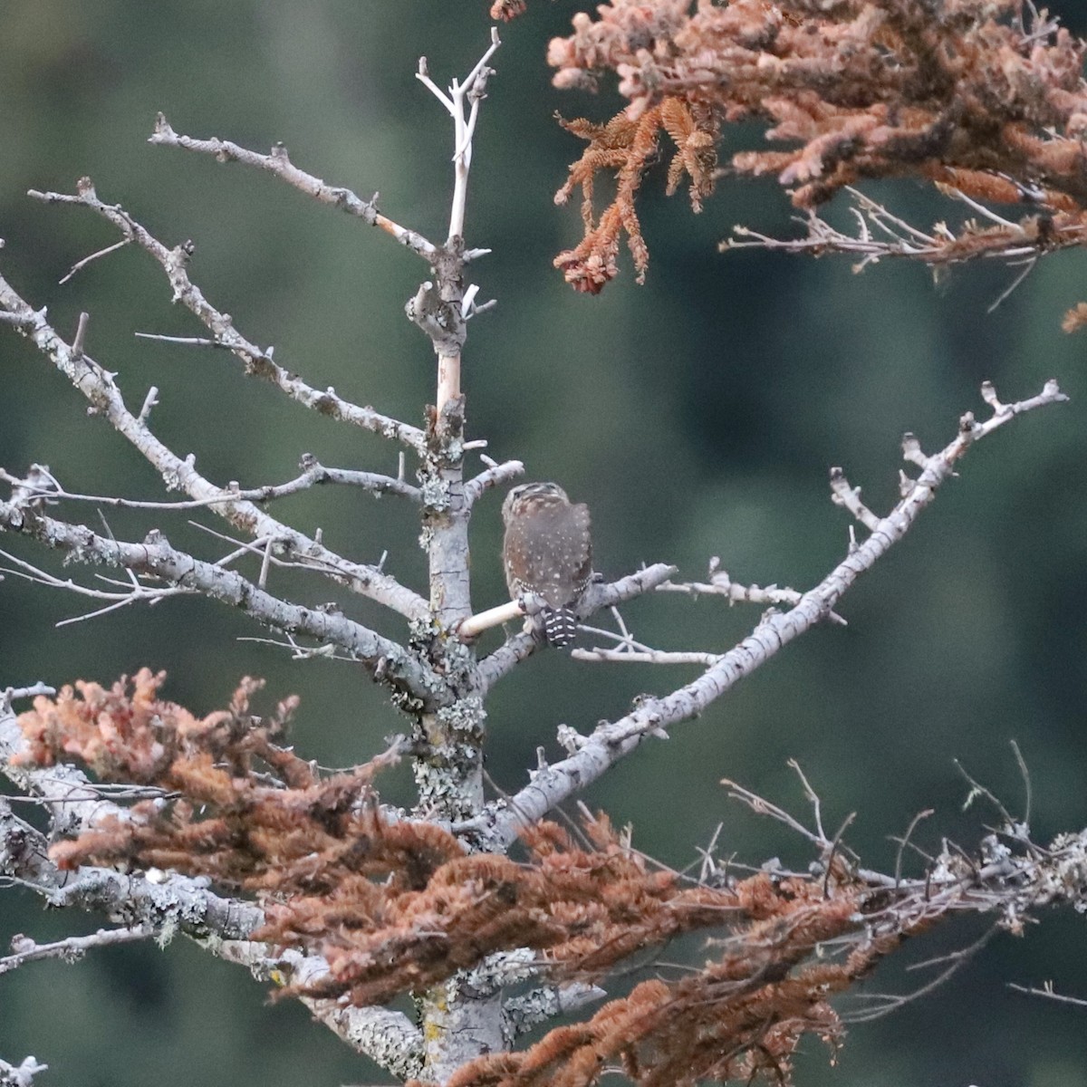 Northern Pygmy-Owl (Pacific) - ML643250740