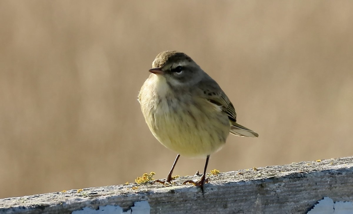 Palm Warbler - ML643250741