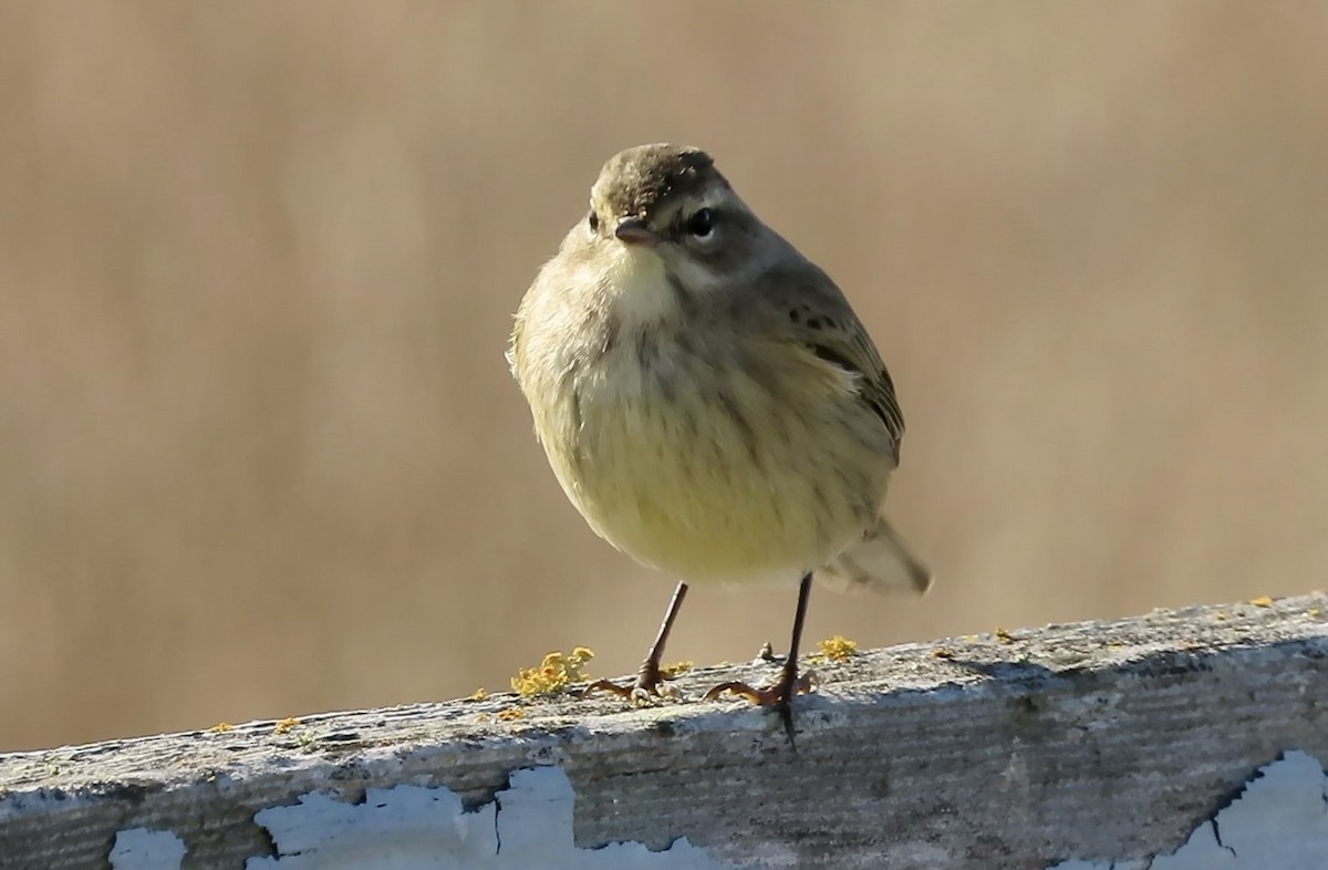Palm Warbler - ML643250745