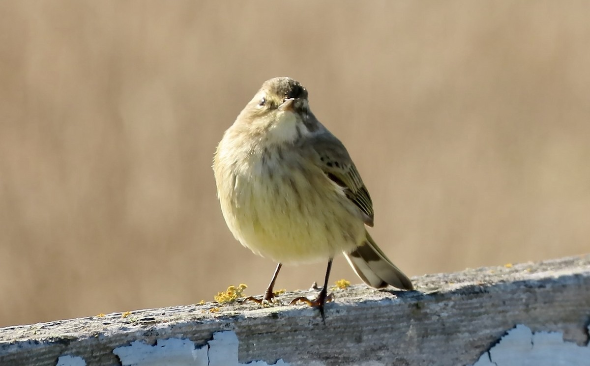 Palm Warbler - ML643250747