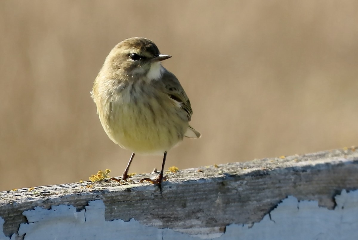 Palm Warbler - ML643250751