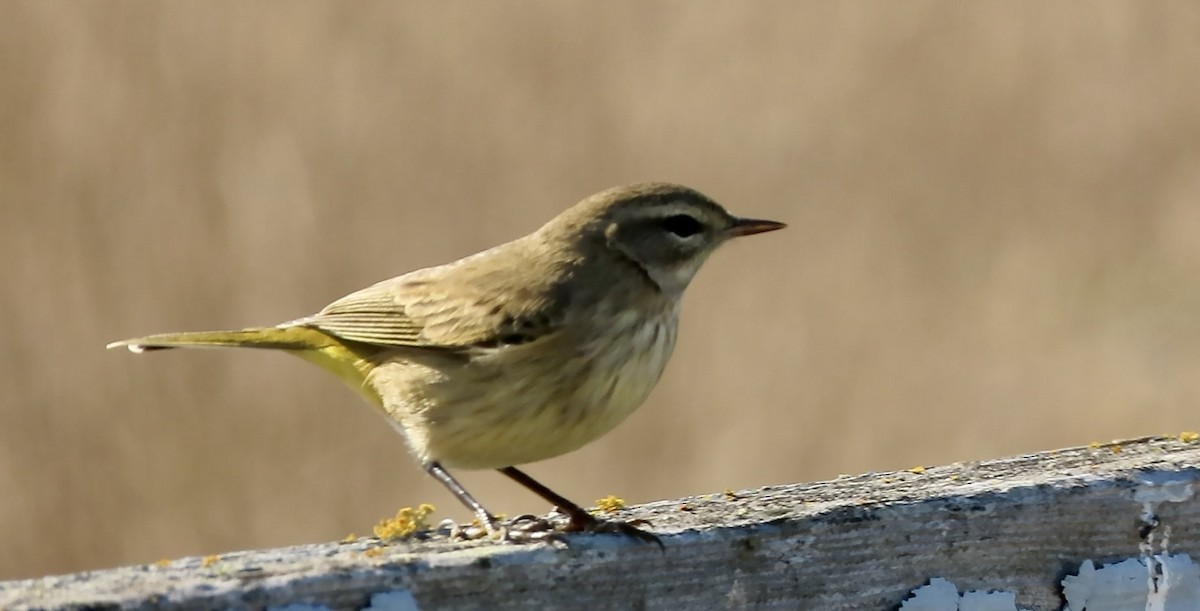 Palm Warbler - ML643250756